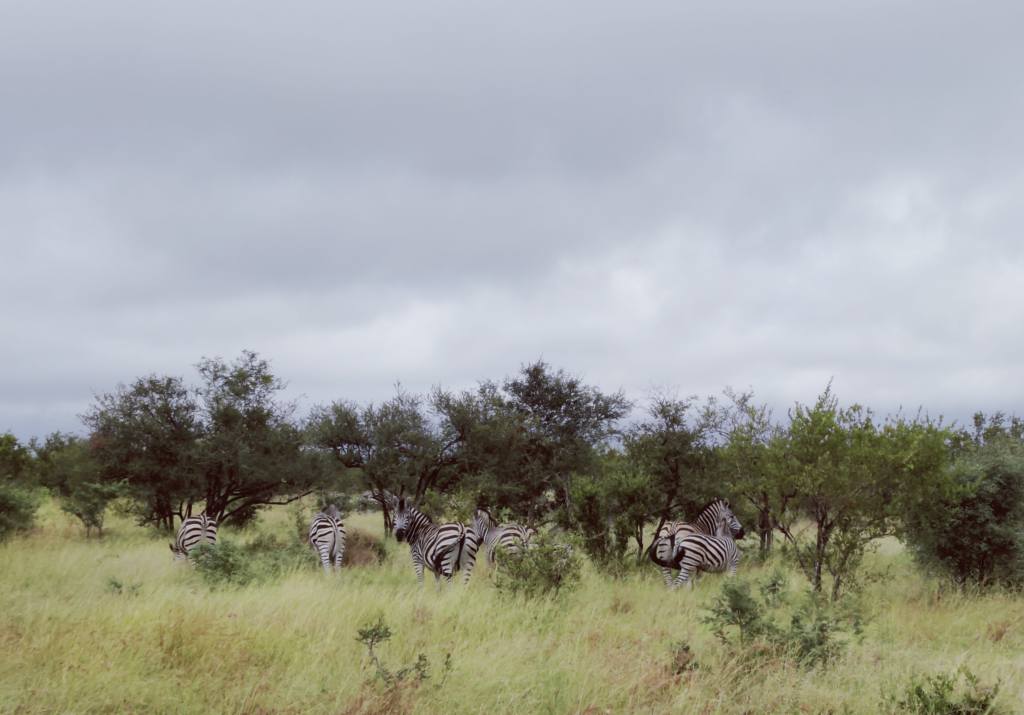 Zebra at Kruger 