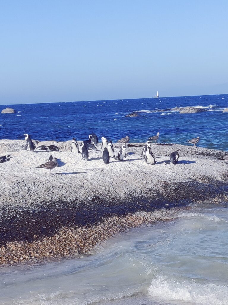 Boulder’s Beach